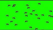 Wasp Bee Swarm Flying - Green Screen Animation