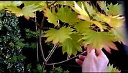 Acer Trees - Beginners Introduction To Die Back On Japanese Maples (part 1 of 2)
