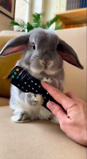 Rabbit Shakes Head to Say No: Cute Animal Behavior Explained