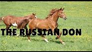 The Don horse of Russia - horse breeds -Video -information