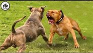 Only these Dogs That Can Easily Beat a Pitbull Dog in a Fight