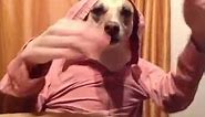 Marlo Meekins Dog in Sweatshirt Eating LOL Vine
