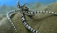 The Indonesian Mimic Octopus