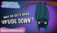 Why Do Bats Sleep Upside Down? | COLOSSAL QUESTIONS