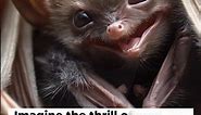 The Miracle of Bat Birth