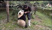 This is why you should love pandas!