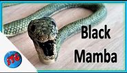 Sculpting Black Mamba from clay/Nature & animals #4