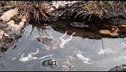 Disappearing Frogs: Trying to Save the World's Amphibians - Science Nation