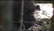 Bigfoot Video Claims 2013: Footage, Evidence Claimed By Researchers In New Video