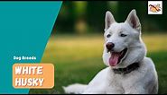 White Husky: Your Guide To The Majestic Pure-White Siberian Husky