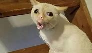 Coughing Cat Meme Generator - Piñata Farms - The best meme generator and meme maker for video & image memes