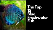 15 Best Blue Freshwater Fish 🐟