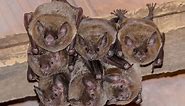 How to Get Rid of Bats in the Attic