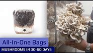 All-In-One Bags - Easiest Way To Grow Mushrooms