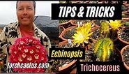 Tips and Tricks to Grow a Cactus (Brent Wigand, an Interview) | Part 2| torch cactus
