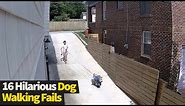 Top 16 Funniest Dog Walking Fails Caught On Camera