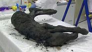 40,000 year old prehistoric horse discovered in Siberia