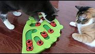 Cats try out the Petstages Green Buggin Out Puzzle & Play Interactive Cat Treat Toy