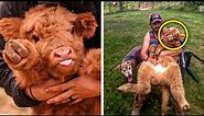 Highland Cattle Calves Are The Most Adorable And Cuddly Cows You Will Ever See