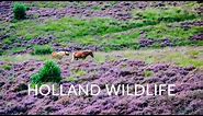 Holland Wildlife Movie - Best nature and wildlife of the Netherlands