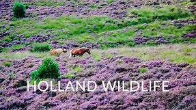 Holland Wildlife Movie - Best nature and wildlife of the Netherlands