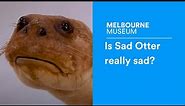 Is Sad Otter really sad?