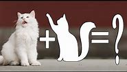8 popular Munchkin Mixes Cat Breeds | Munchkin Cat Mix