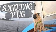 A PUG SAILING A BOAT - THAT IS ALL