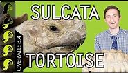 Sulcata Tortoise, The Best Pet Turtle?