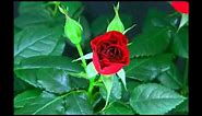 Blooming Red Rose Timelapse