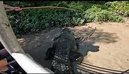 Dominator - the largest measured croc in the world