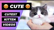 The Cutest Kittens In The World 🔴 1 Minute Animals