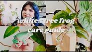 How To Take Care Of Whites Tree Frogs | Care Guide
