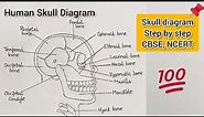 How to Draw Human Skull | Human Skull Diagram, HSC biology | Step by Step Skull Diagram CBSE, NCERT