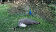 Snippet: Male peacock make noises with their tail feathers