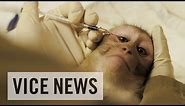 Experimenting on Animals: Inside The Monkey Lab