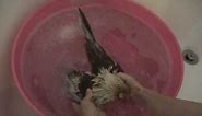 How To Wash Your Chickens