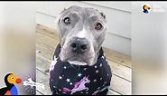 Pit Bull Dog Wags Her Tail SO Hard No Matter What - CALISTA Update | The Dodo Pittie Nation