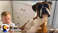 Dog Insists In Getting Into Baby Brother's Crib To Cuddle | The Dodo