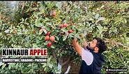 Kinnaur Apple | Harvesting | Grading & Packing | Apple Farm | Kinnaur | Himachal Pradesh | India