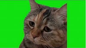 Sad Cat Meowing Meme Green Screen Chroma Key Template