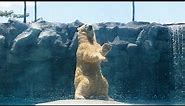 Funny polar bear dancing at zoo