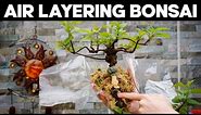 How to Air Layer an Old Apple Tree for Bonsai *EASY*