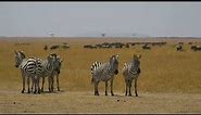 Understanding the Uniqueness of Zebras Why Do Zebras Have Their Black and White Stripes