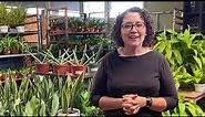 Best Indoor Plants for Your Office or Desk with Sarah Smith