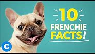 French Bulldog 101: 10 Facts about Frenchies | Chewy