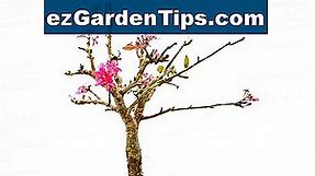 Identificação de folhas de macieira 🌱 Dicas Jardineiros - Pt.ezGardenTips.com