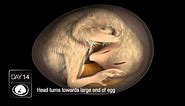 Chicken Embryo Development