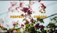 Get The Perfect Fujifilm Colors For Photo & Video!