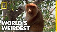 Proboscis Monkeys | World's Weirdest